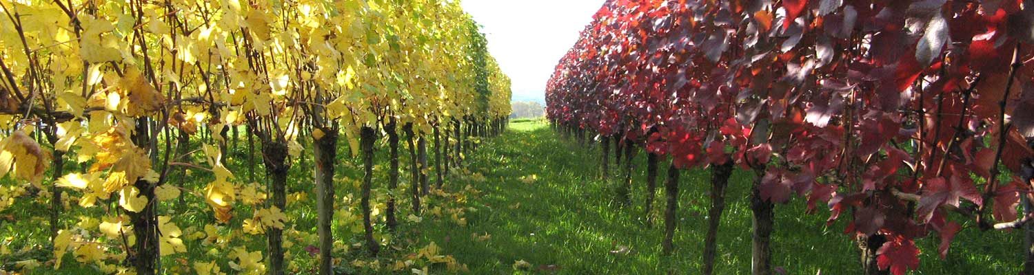 Weingut Hauser, Bötzingen